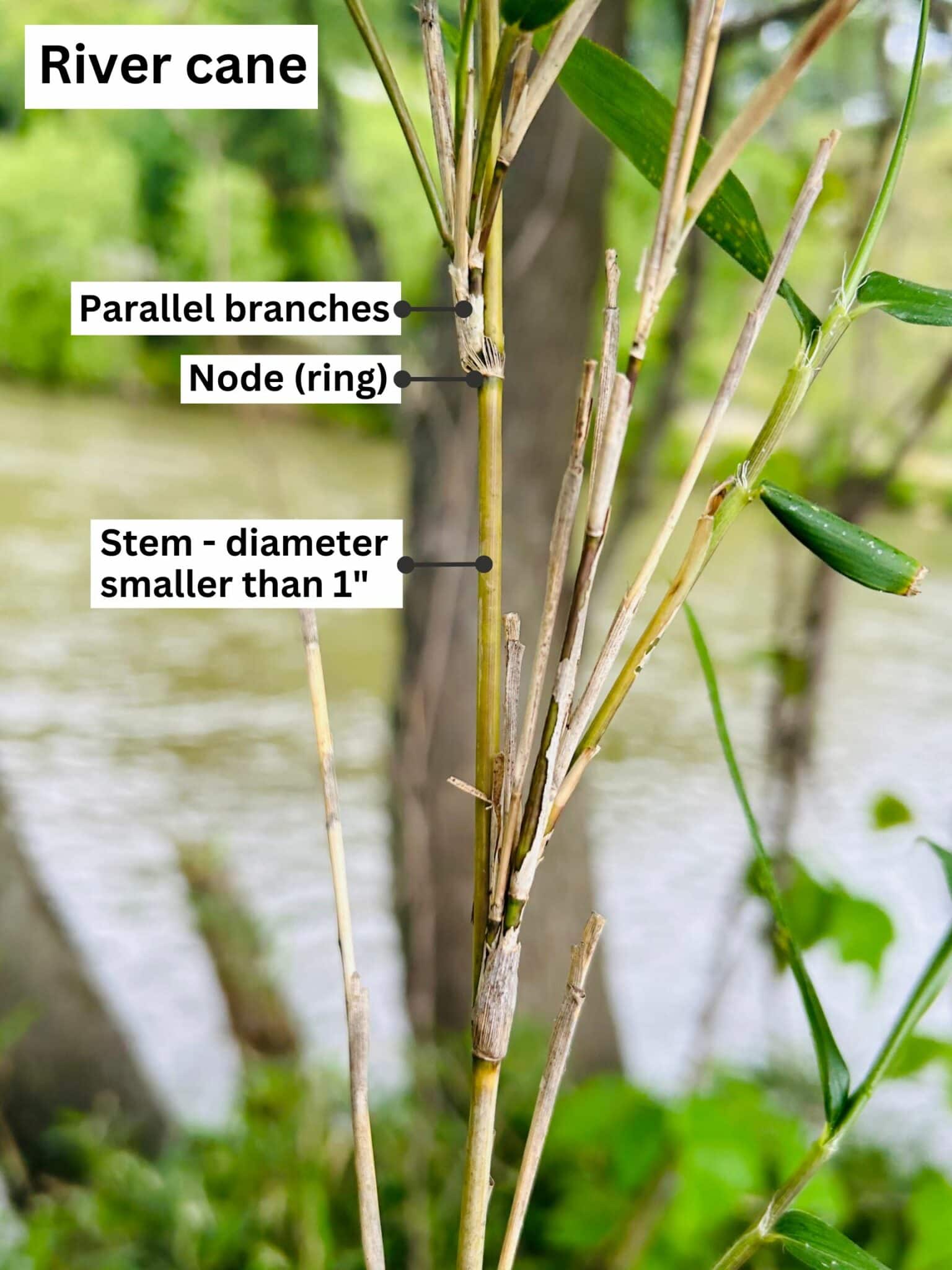 River Cane - Key to Restoring a Signature Mountain Ecosystem | Riverlink