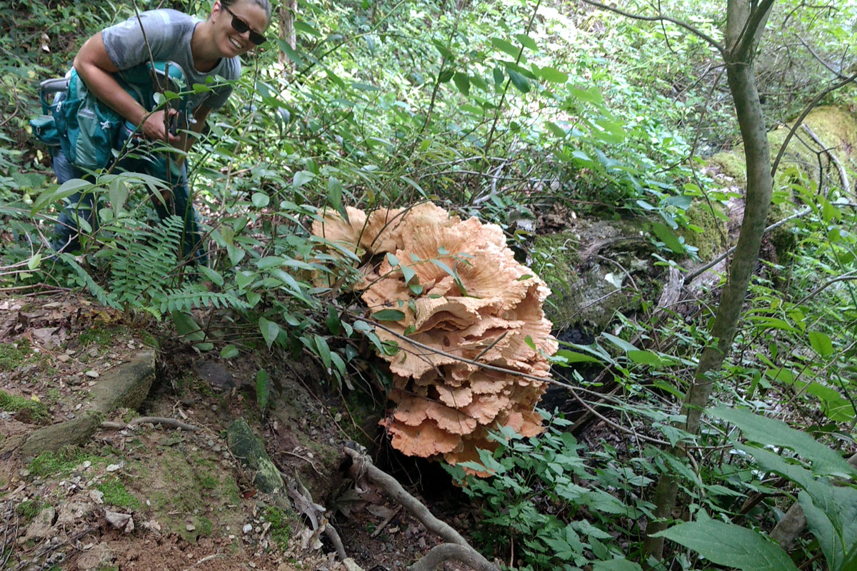 Giant Chicken of the Forest Mushroom