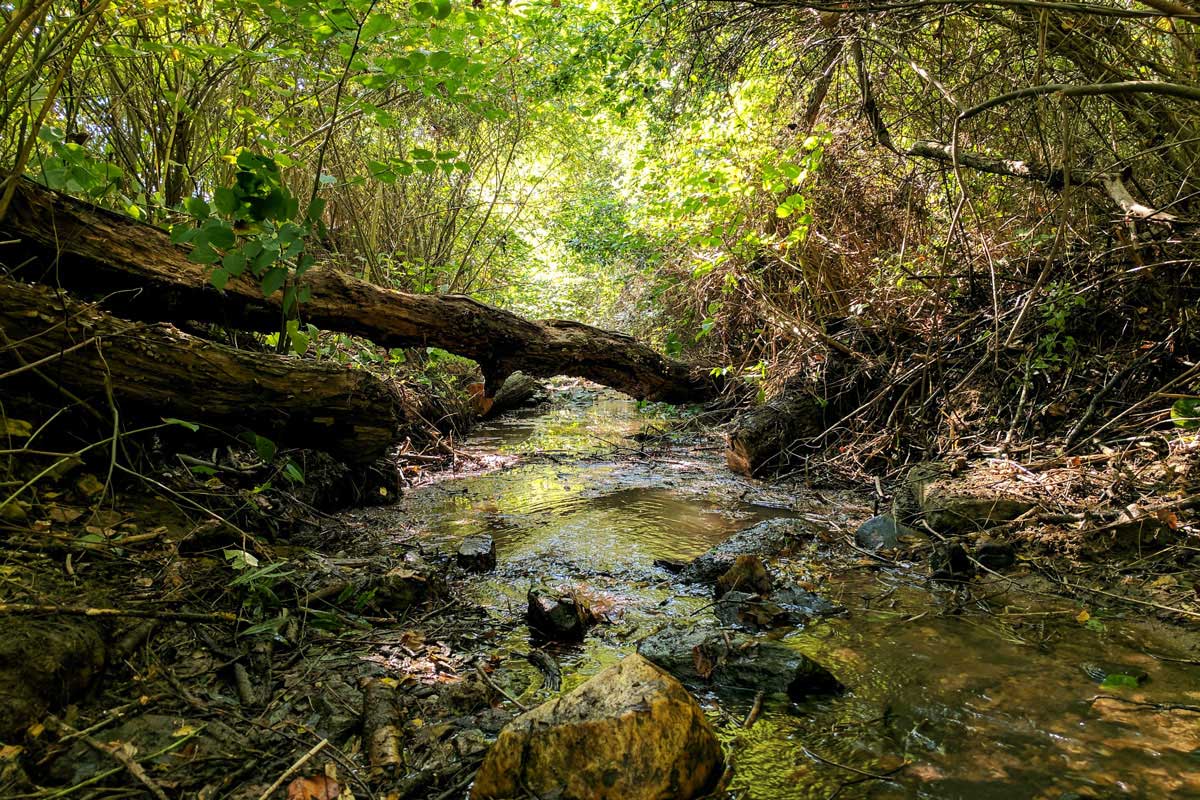 Rhodedendron Creek