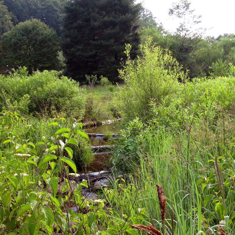 Great vegetation around this creek